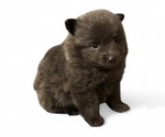 Small #3 Pomeranian