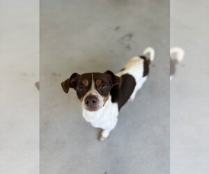 Carter #1284 - Male Jackshund Dog for Adoption - Photo #2
