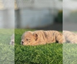 Small #4 English Bulldog