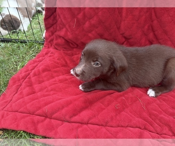Medium Photo #46 Borador Puppy For Sale in MARION, VA, USA