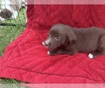 Small Photo #46 Borador Puppy For Sale in MARION, VA, USA