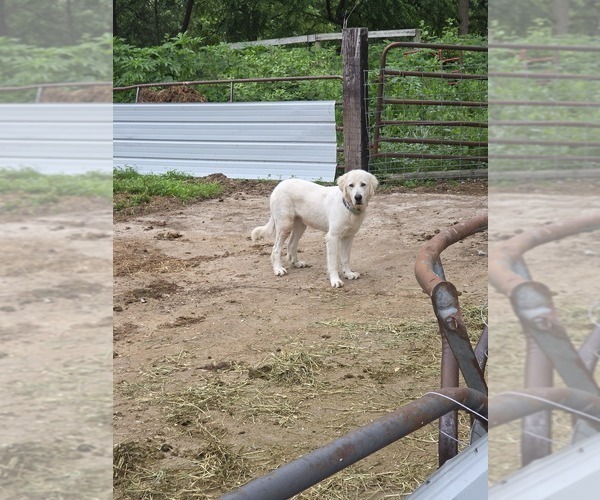 Medium Photo #1 Maremma Sheepdog Puppy For Sale in ROCHELLE, IL, USA