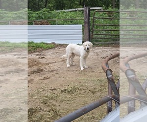 Mother of the Maremma Sheepdog puppies born on 03/09/2026