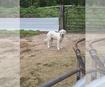 Small Photo #1 Maremma Sheepdog Puppy For Sale in ROCHELLE, IL, USA