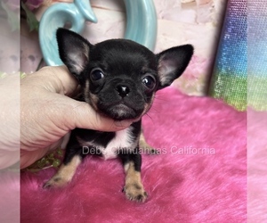 Chihuahua Puppy for Sale in TRACY, California USA
