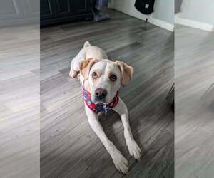 Labrador Retriever-Unknown Mix Dogs for adoption in Springdale, PA, USA