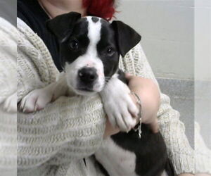 American Pit Bull Terrier Dogs for adoption in Pasadena, TX, USA