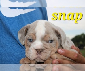 Bulldog Puppy for sale in NEVADA, MO, USA