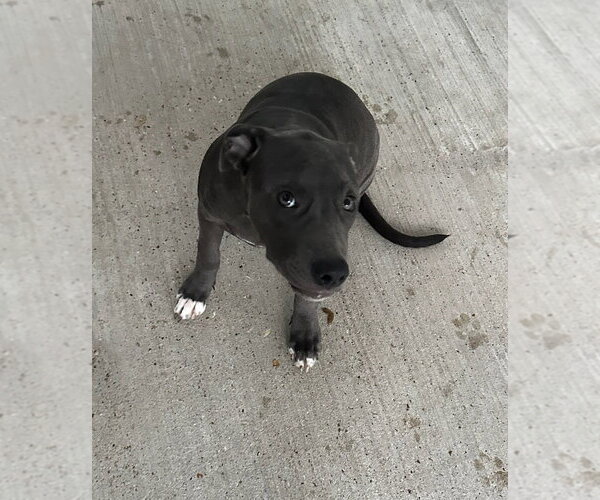 Medium Photo #2 Mutt Puppy For Sale in Oak Bluffs, MA, USA