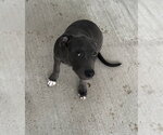 Small Photo #2 Mutt Puppy For Sale in Oak Bluffs, MA, USA