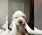 Small Photo #5 Golden Retriever Puppy For Sale in BLUE RIDGE, GA, USA