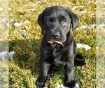 Small #12 Labrador Retriever