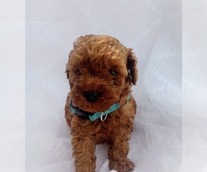 Poodle (Miniature) Puppy for sale in TECUMSEH, OK, USA