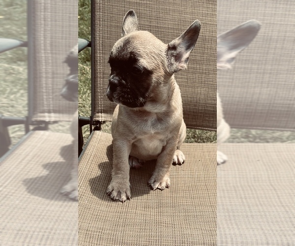 Medium Photo #4 French Bulldog Puppy For Sale in PALMETTO, GA, USA