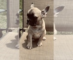 Small Photo #4 French Bulldog Puppy For Sale in PALMETTO, GA, USA