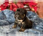Small Photo #4 English Bulldog Puppy For Sale in OOLOGAH, OK, USA
