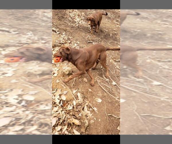 Medium Photo #3 Labrador Retriever Puppy For Sale in WEAVERVILLE, NC, USA