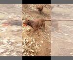 Small #2 Labrador Retriever