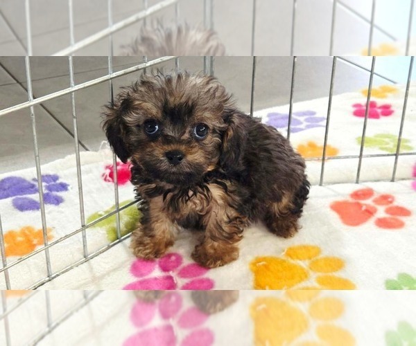 Medium Photo #2 Cavapoo (Miniature)-Poodle (Toy) Mix Puppy For Sale in ORO VALLEY, AZ, USA
