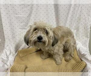 Shih Tzu Dogs for adoption in Modesto, CA, USA