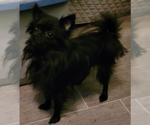 Mother of the Pomeranian puppies born on 03/09/2025