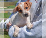 Small #2 Pug Mix