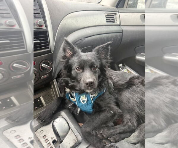 Medium Photo #1 Unknown-pomeranian spitz Mix Puppy For Sale in Rockaway, NJ, USA