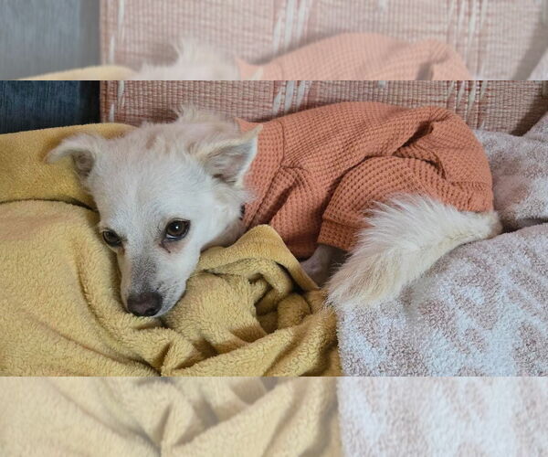 Medium Photo #4 Chihuahua-Unknown Mix Puppy For Sale in San Diego, CA, USA