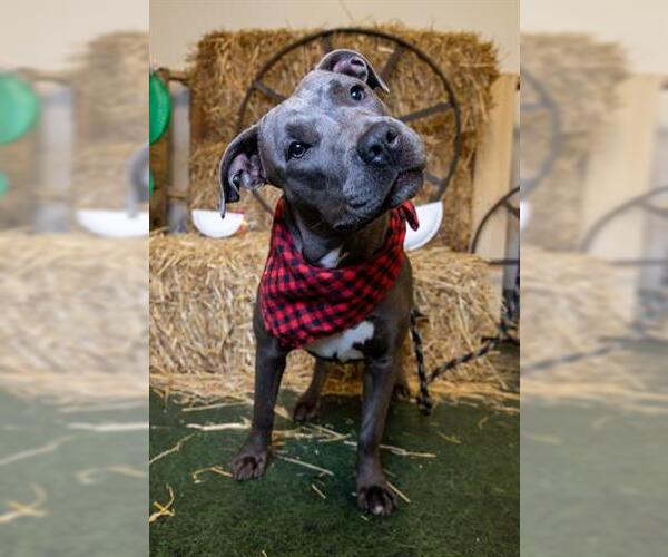 Medium Photo #3 Mutt Puppy For Sale in Houston, TX, USA