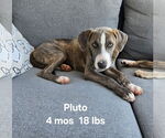 Small #3 Plott Hound Mix