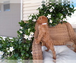 Puppy Willow Goldendoodle