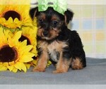 Small Yorkshire Terrier