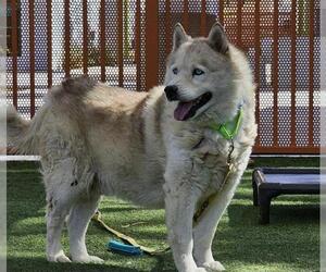 Alaskan Malamute-Unknown Mix Dogs for adoption in Las Vegas, NV, USA