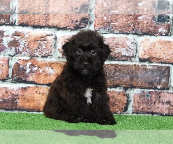Medium Photo #2 YorkiePoo Puppy For Sale in BEL AIR, MD, USA