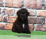 Small Photo #2 YorkiePoo Puppy For Sale in BEL AIR, MD, USA