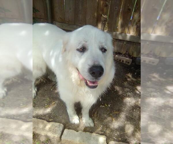 Medium Photo #5 Great Pyrenees Puppy For Sale in Spring, TX, USA