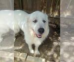 Small #4 Great Pyrenees