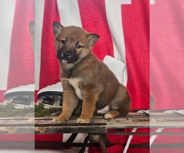 Medium Photo #2 Shiba Inu Puppy For Sale in LIGONIER, IN, USA