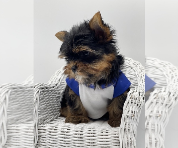 Medium Photo #9 Yorkshire Terrier Puppy For Sale in CORAL SPRINGS, FL, USA