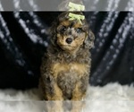 Small #5 Poodle (Miniature)