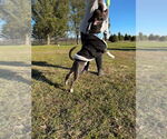 Small #5 American Pit Bull Terrier-American Staffordshire Terrier Mix