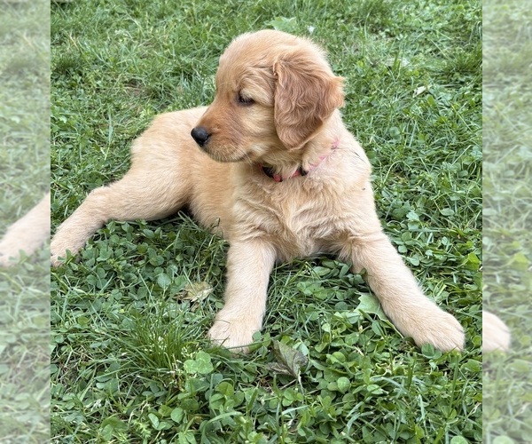 Medium Photo #1 Golden Retriever Puppy For Sale in VANCOUVER, WA, USA