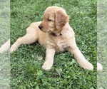 Puppy Puppy 3 Golden Retriever
