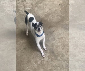 Chihuahua Dogs for adoption in Santa Clarita, CA, USA