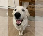 Small #1 Great Pyrenees Mix