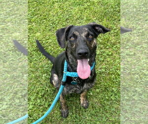 Plott Hound-Unknown Mix Dogs for adoption in Rockaway, NJ, USA