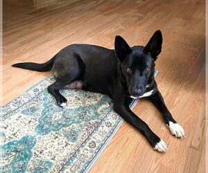 German Shepherd Dog-Unknown Mix Dogs for adoption in Unionville, PA, USA