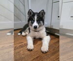 Small #2 Siberian Husky