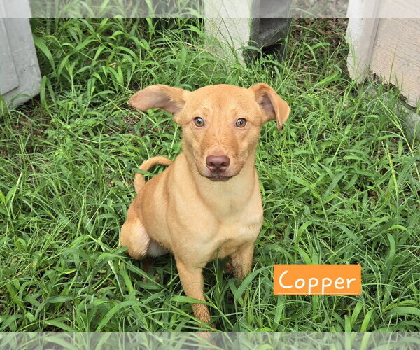 Medium Photo #1 Carolina Dog-Unknown Mix Puppy For Sale in Albemarle, NC, USA
