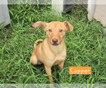 Small Carolina Dog Mix